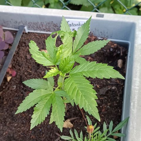 Tatanka Pure CBD #2 growlog timeline photo