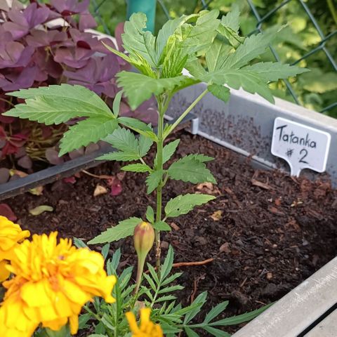 Tatanka Pure CBD #2 growlog timeline photo