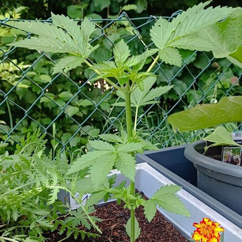 Critical #1 growlog timeline photo