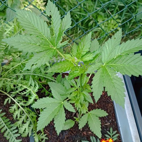 Critical #1 growlog timeline photo