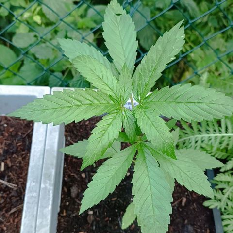 Special Kush #1 growlog timeline photo