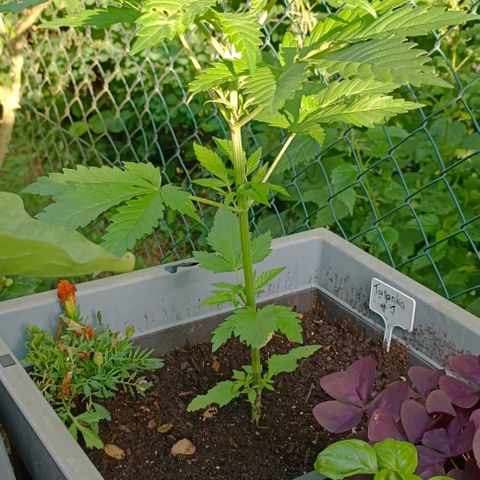Tatanka Pure CBD #1 growlog timeline photo
