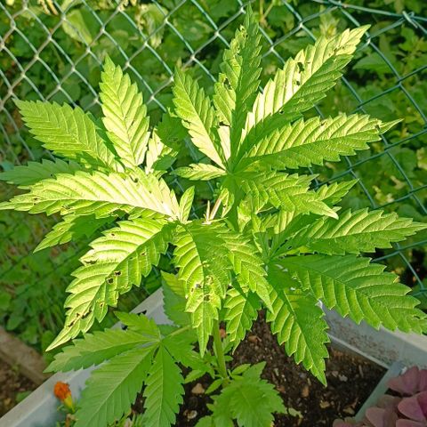 Tatanka Pure CBD #1 growlog timeline photo