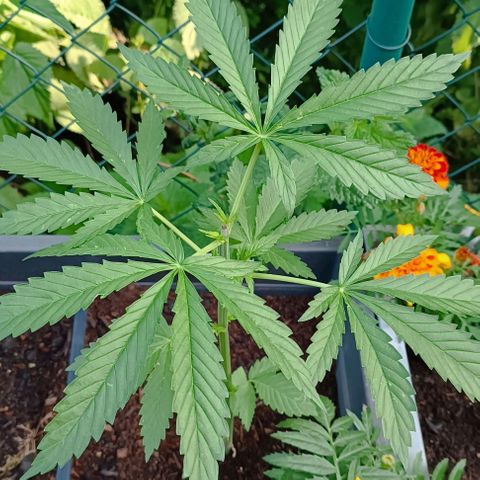 Purple Queen #2 growlog timeline photo