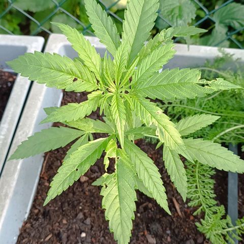 Skunk XL #1 growlog timeline photo