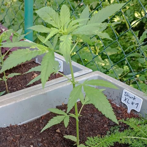 Skunk XL #1 growlog timeline photo