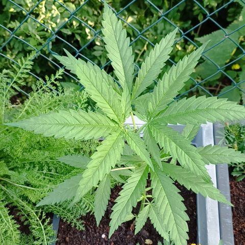 Skunk XL #2 growlog timeline photo