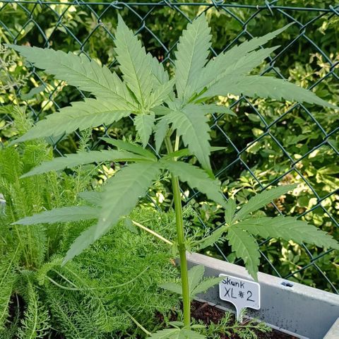 Skunk XL #2 growlog timeline photo
