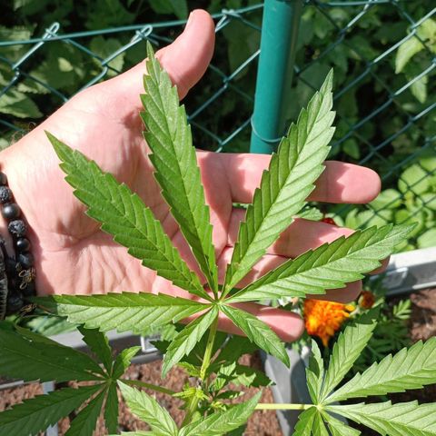 Purple Queen #2 growlog timeline photo