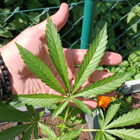 Purple Queen #2 growlog timeline photo