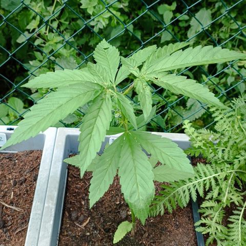 Special Kush #1 growlog timeline photo