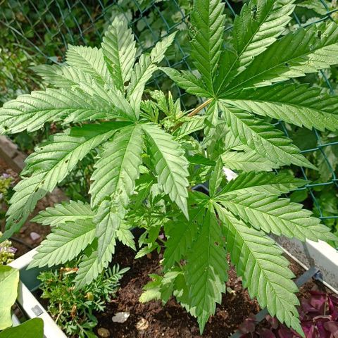 Tatanka Pure CBD #1 growlog timeline photo
