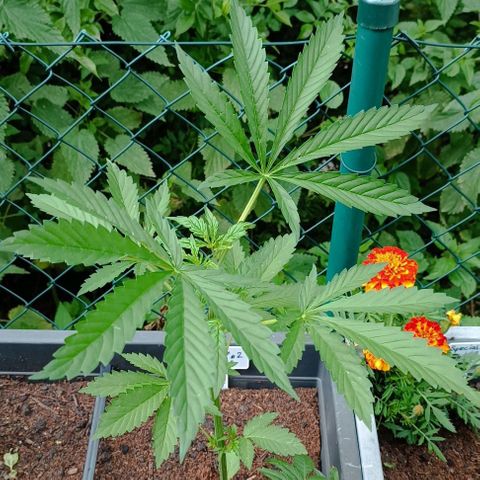 Purple Queen #2 growlog timeline photo
