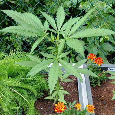Skunk XL #2 growlog timeline photo