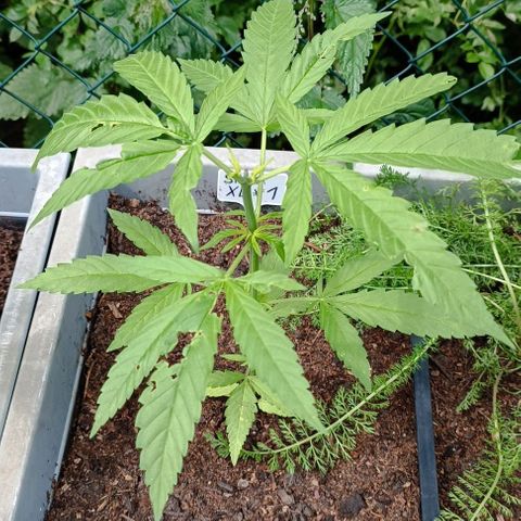 Skunk XL #1 growlog timeline photo