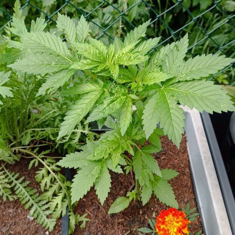 Critical #1 growlog timeline photo