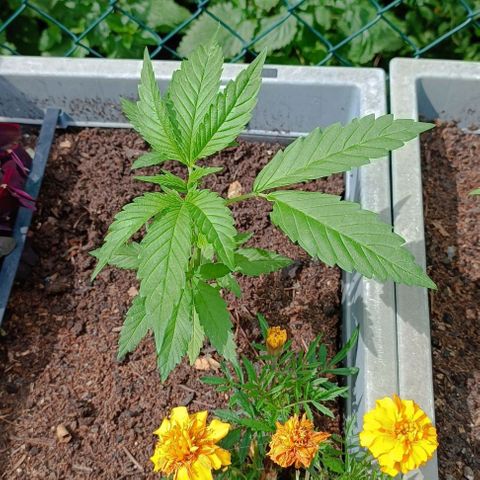 Tatanka Pure CBD #2 growlog timeline photo