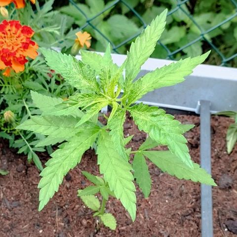 Special Queen #1 growlog timeline photo