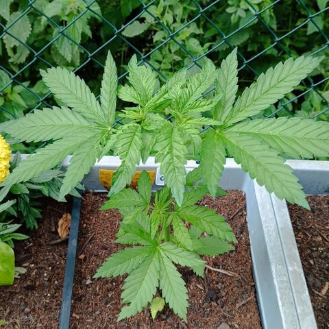 Special Queen #2 growlog timeline photo