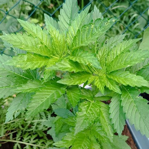 Critical #1 growlog timeline photo