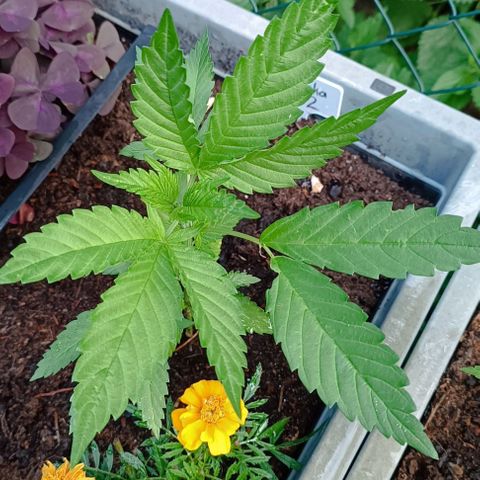 Tatanka Pure CBD #2 growlog timeline photo