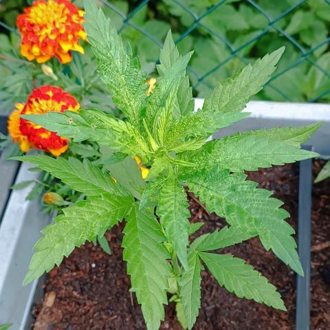 Special Queen #1 growlog timeline photo