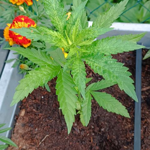 Special Queen #1 growlog timeline photo