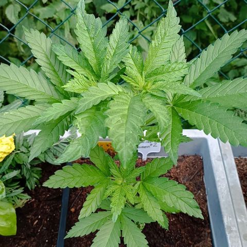 Special Queen #2 growlog timeline photo