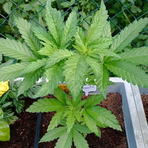 Special Queen #2 growlog timeline photo
