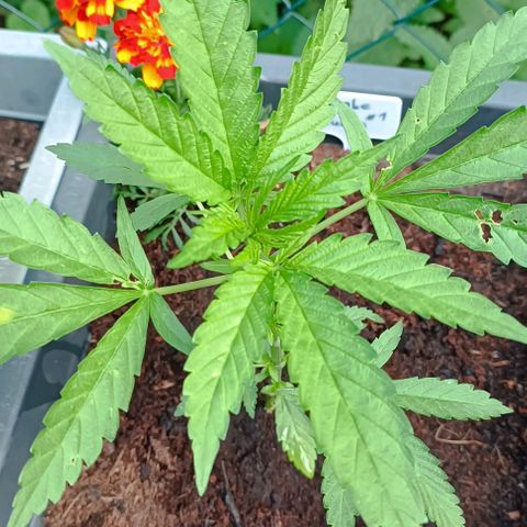RQS Purple Queen growlog timeline photo