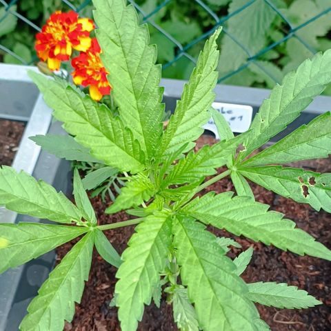 RQS Purple Queen growlog timeline photo