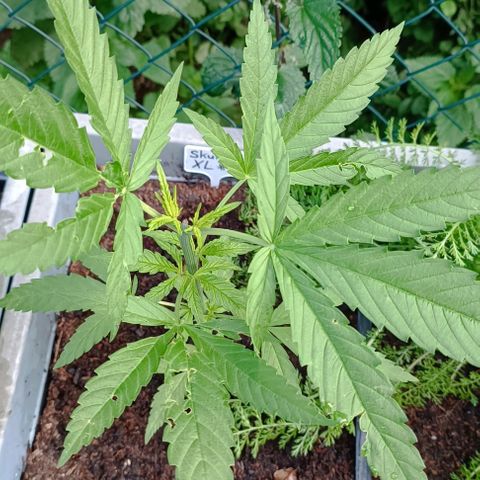 Skunk XL #1 growlog timeline photo