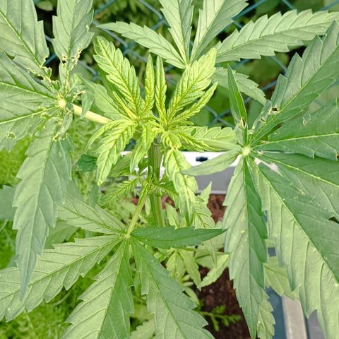 Skunk XL #2 growlog timeline photo