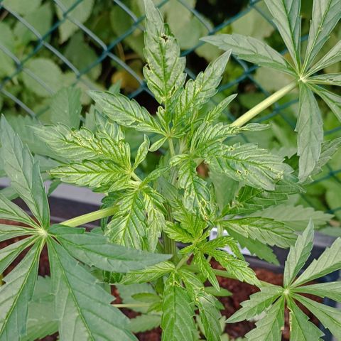 Purple Queen #2 growlog timeline photo
