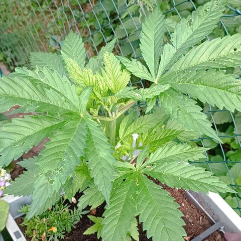 Tatanka Pure CBD #1 growlog timeline photo