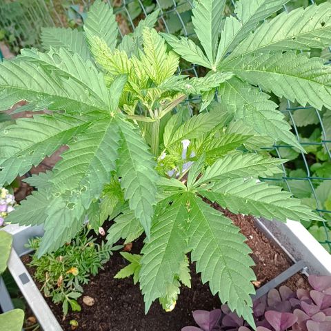 Tatanka Pure CBD #1 growlog timeline photo