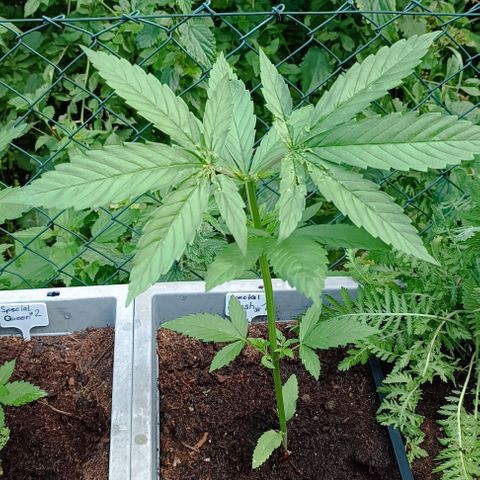 Special Kush #1 growlog timeline photo