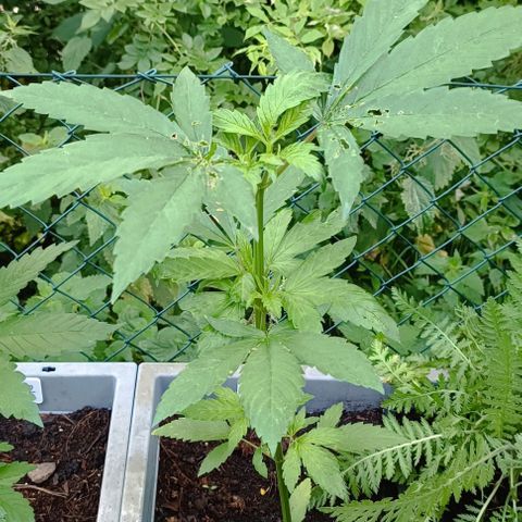 Special Kush #1 growlog timeline photo