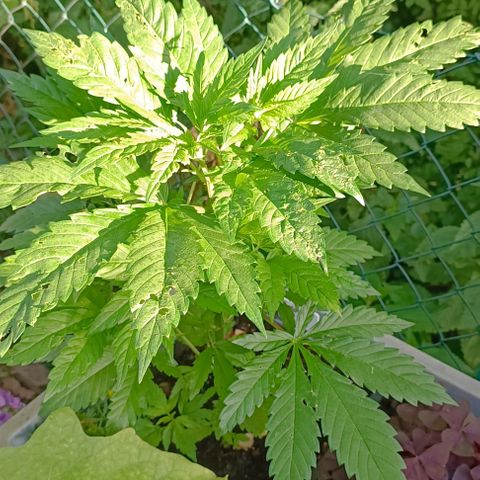 Tatanka Pure CBD #1 growlog timeline photo