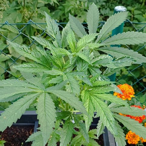 Purple Queen #2 growlog timeline photo
