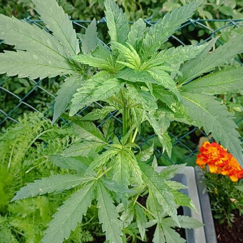Skunk XL #2 growlog timeline photo