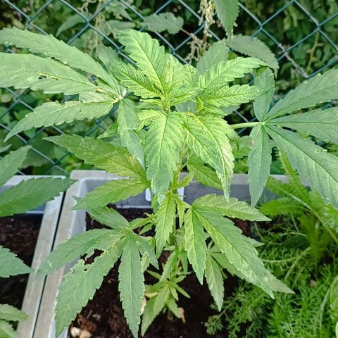 Skunk XL #1 growlog timeline photo