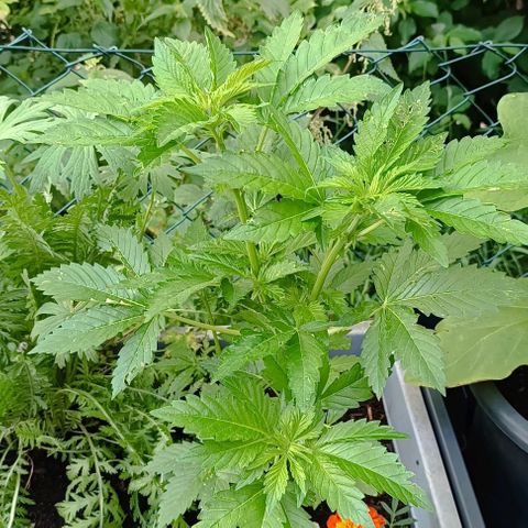 Critical #1 growlog timeline photo