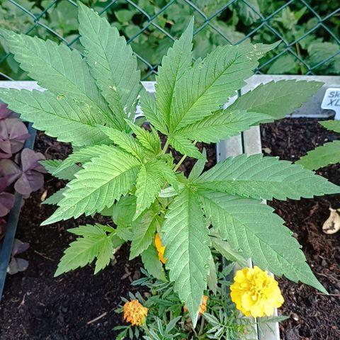 Tatanka Pure CBD #2 growlog timeline photo