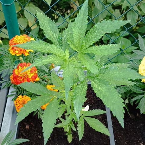 Special Queen #1 growlog timeline photo