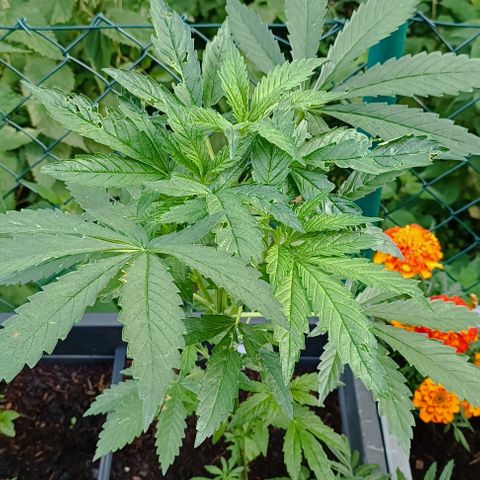Special Queen #2 growlog timeline photo