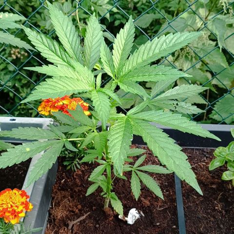 RQS Purple Queen growlog timeline photo