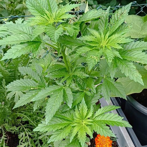 Critical #1 growlog timeline photo