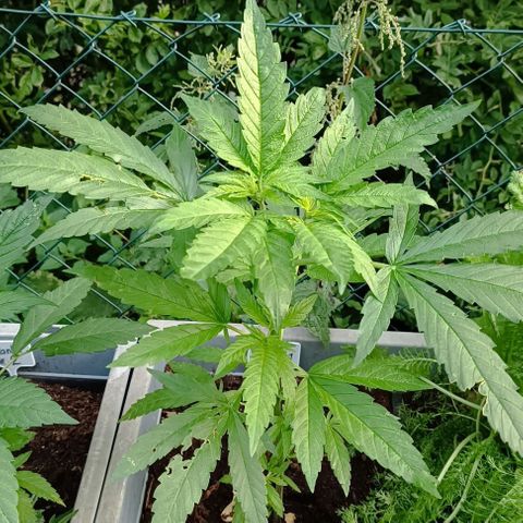 Skunk XL #1 growlog timeline photo