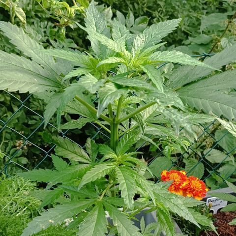 Skunk XL #2 growlog timeline photo